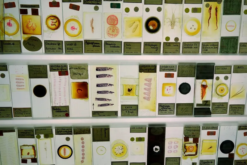Rows of backlit microscope slides of tiny specimens in the Micrarium at the Grant Museum of Zoology