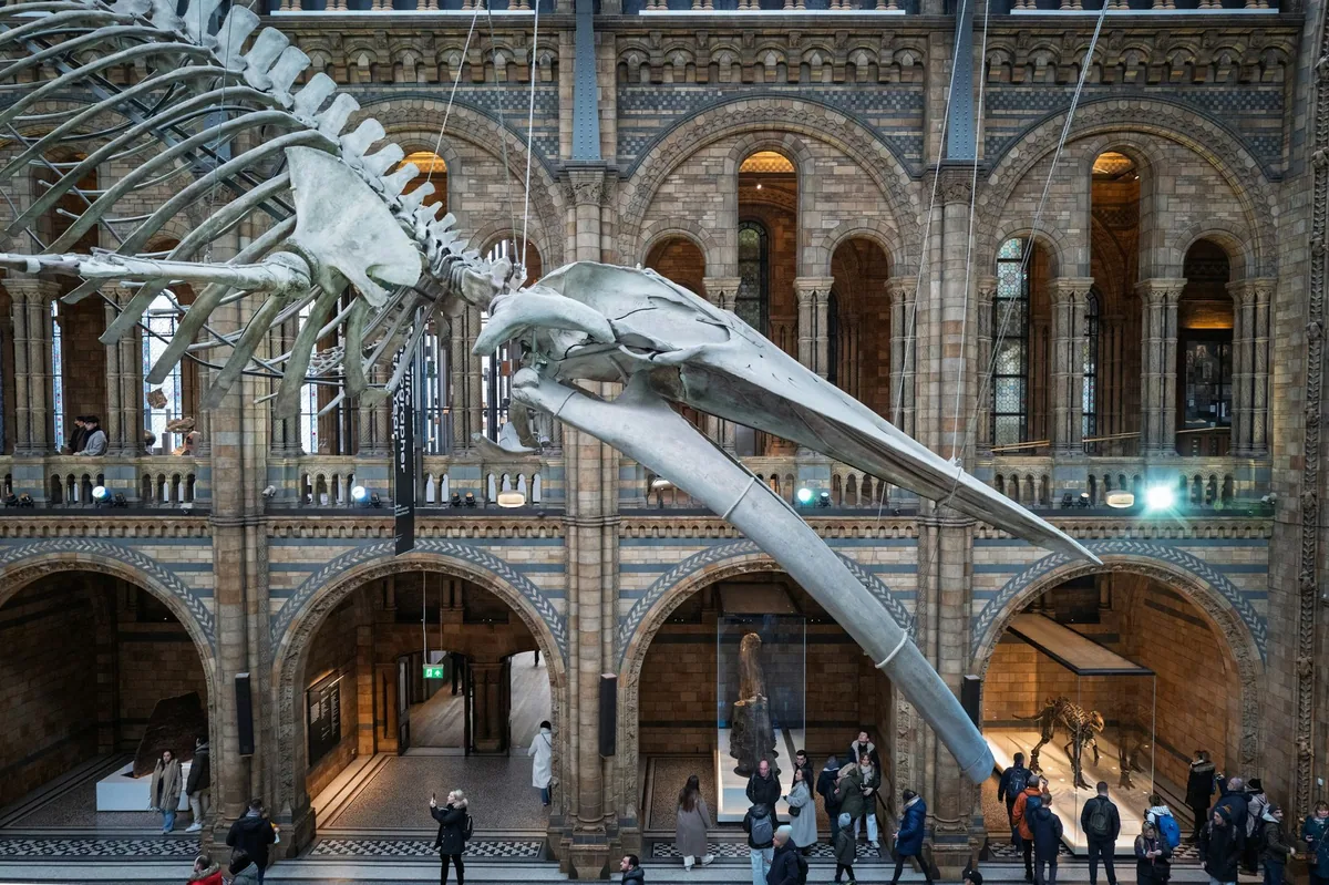 Blue whale skeleton suspended above visitors in the Natural History Museum's Hintze Hall