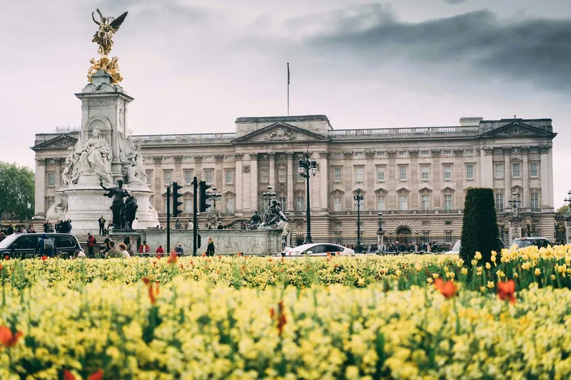 Yellow tulips in bloom in front of the Victoria Memorial and Buckingham Palace
