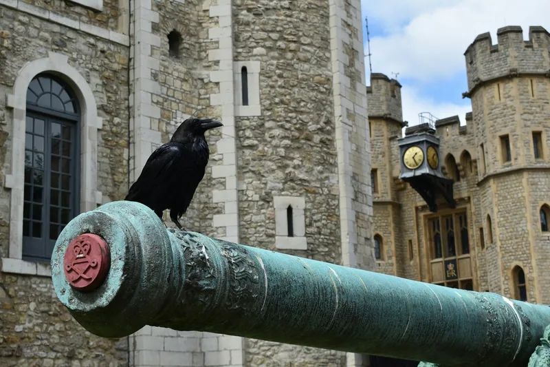 A raven perched on an old cannon beside the stone walls of the Tower of London