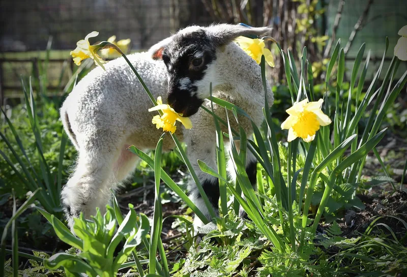 A young lamb standing among flowering daffodils at a London city farm