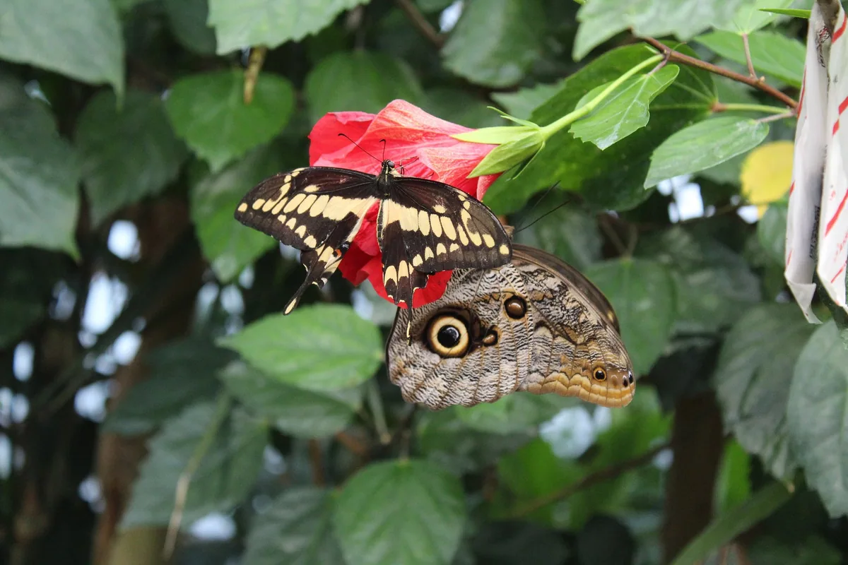 Two butterflies, one with large eyespot markings, on a red hibiscus flower in a hothouse