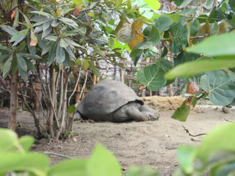 Giant tortoise resting on sandy ground in a planted enclosure at London Zoo