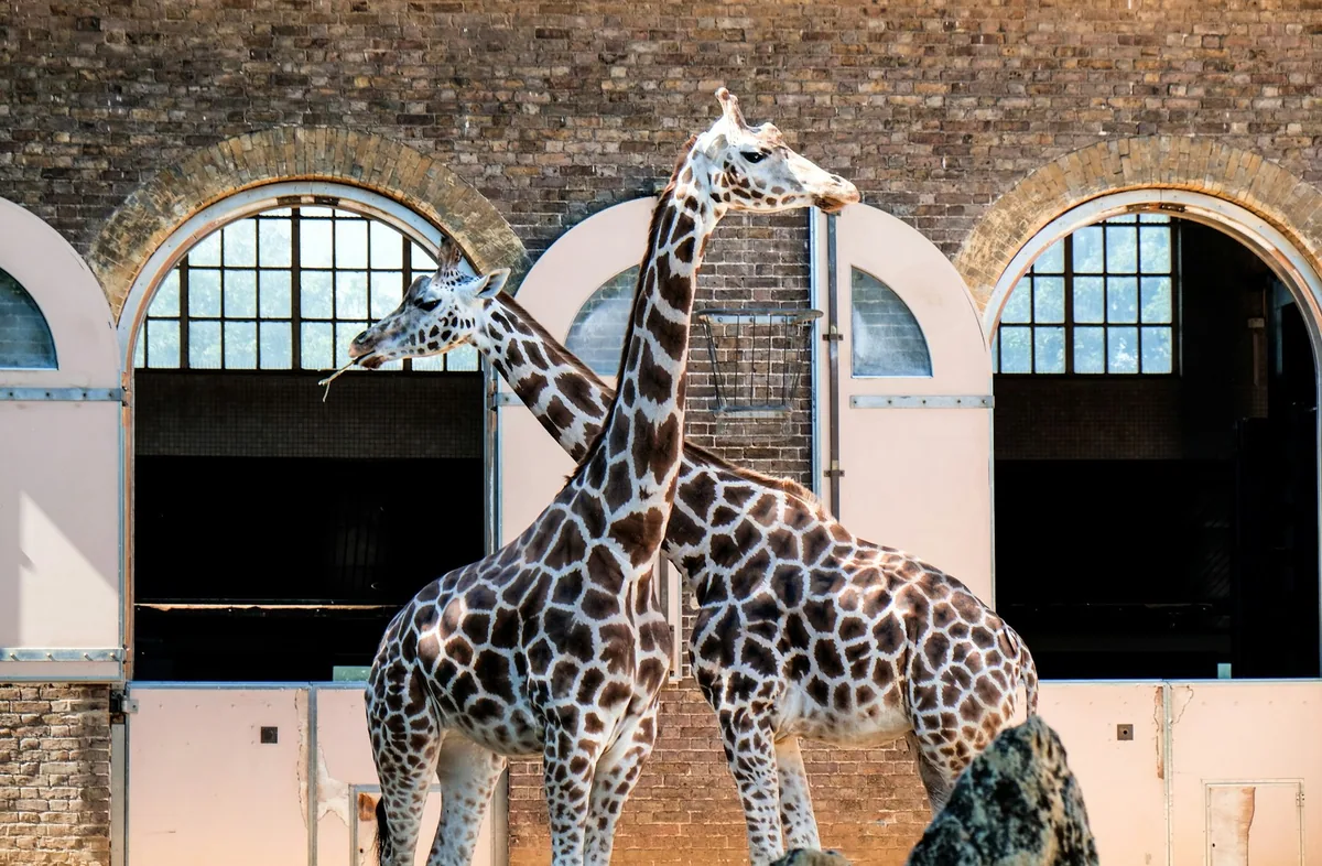 Two giraffes standing outside the historic brick Giraffe House at ZSL London Zoo
