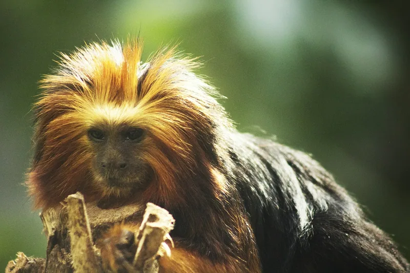 A golden lion tamarin with a bright orange mane sitting on a branch at London Zoo