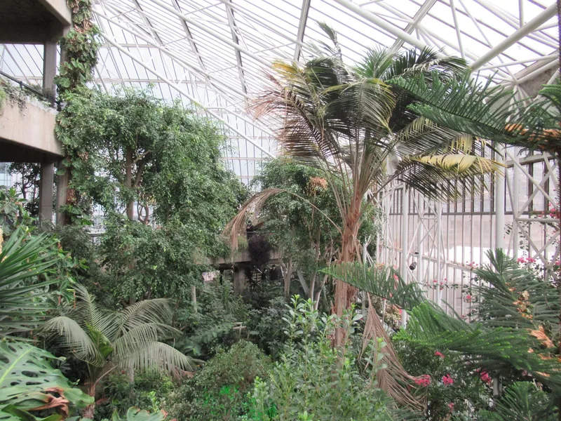 Palm fronds and tropical planting inside the Barbican Conservatory under its steel and glass roof