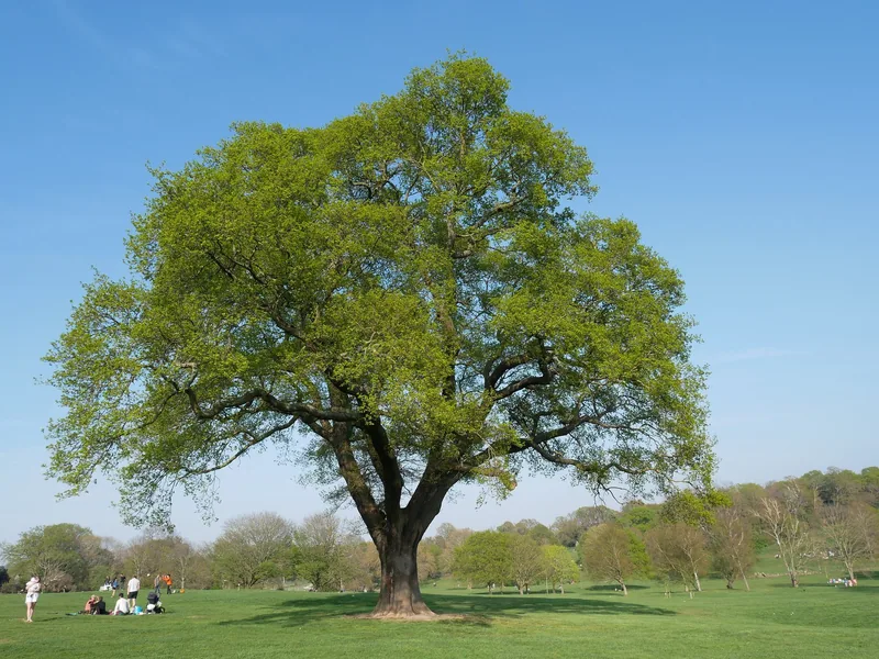 A broad-crowned tree in spring leaf standing alone on the open grass of Beckenham Place Park