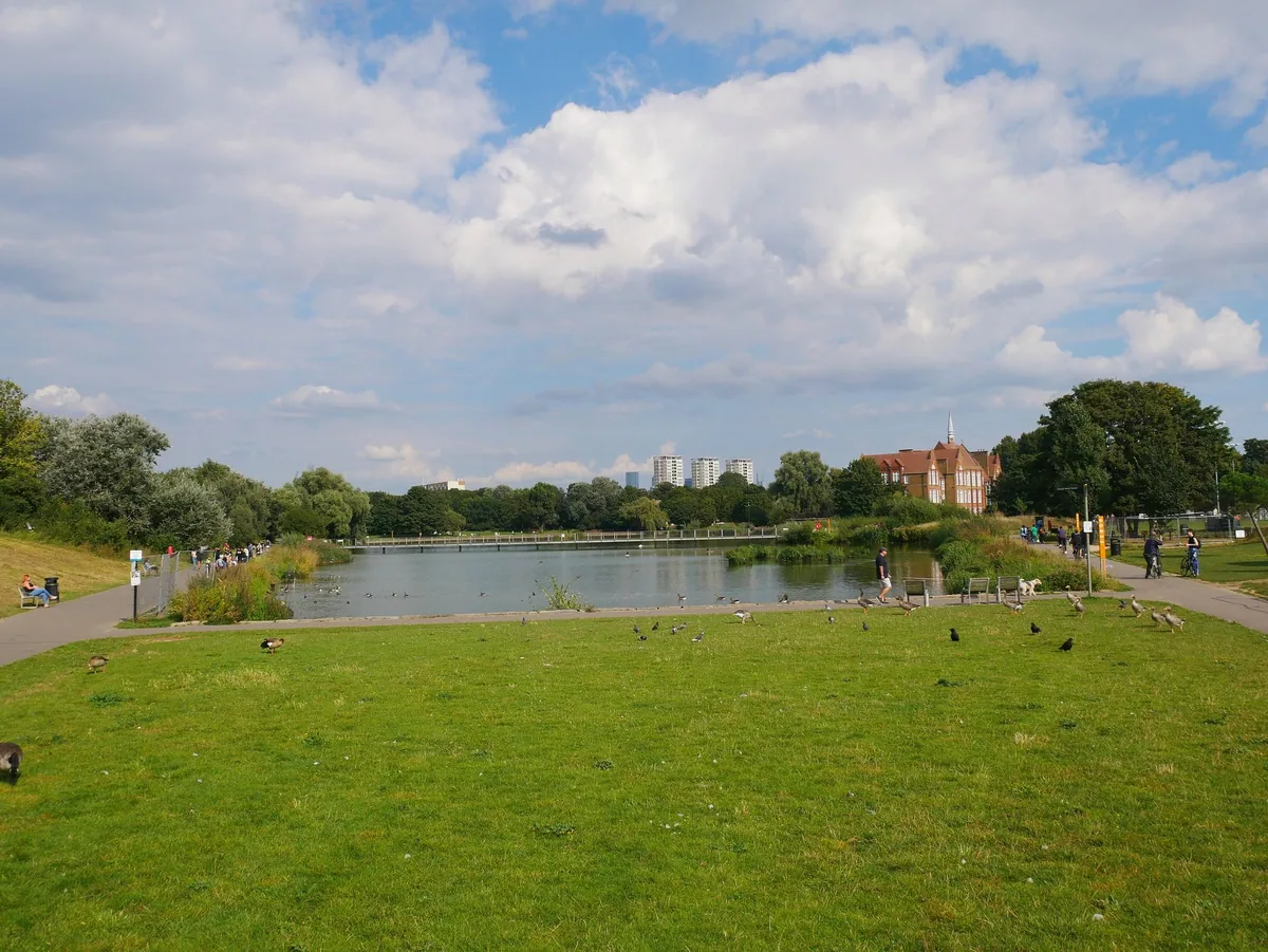 The lake in Burgess Park under summer cloud, geese standing on the mown grass bank and tower blocks rising behind the far trees