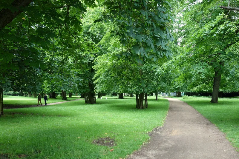 A gravel path curving between rows of mature chestnut trees and long summer grass in Bushy Park