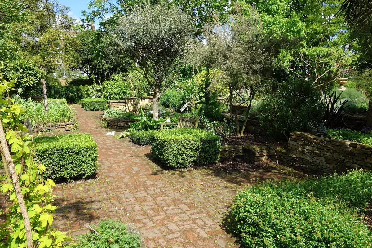 Brick path winding between clipped box hedges and densely planted beds in the Chelsea Physic Garden