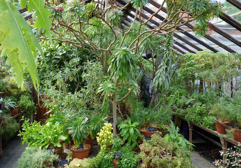 Inside a glasshouse at the Chelsea Physic Garden, with potted tender plants growing under the glazed roof