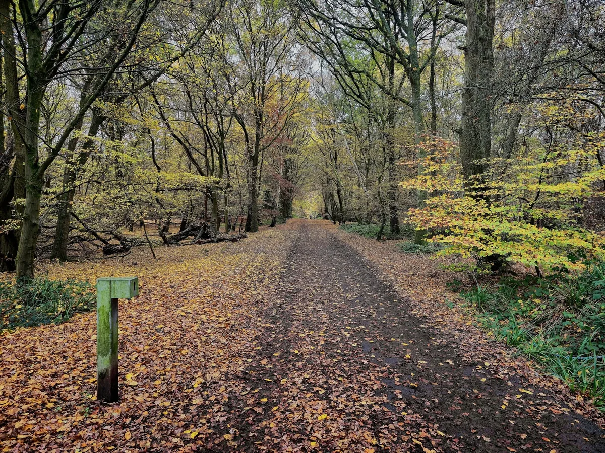 A broad leaf-strewn forest track running between beech trees in autumn colour in Epping Forest