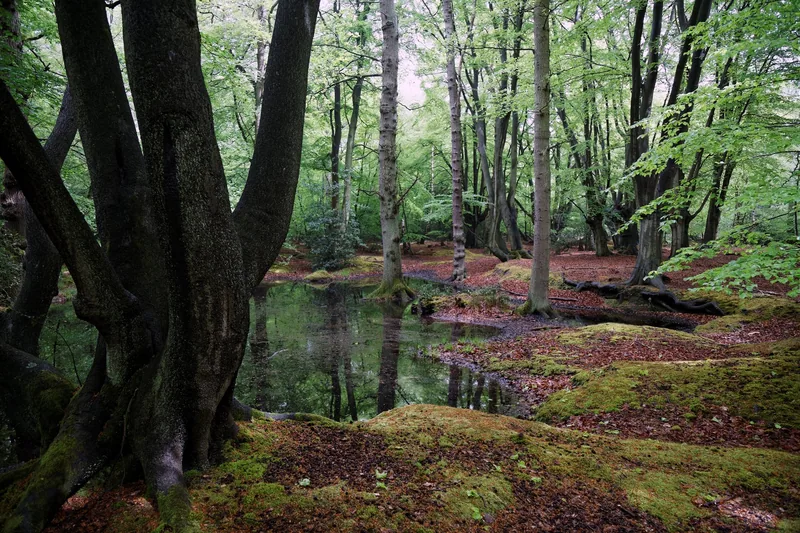 A small woodland pond surrounded by mossy tree trunks and fresh green leaves in Epping Forest