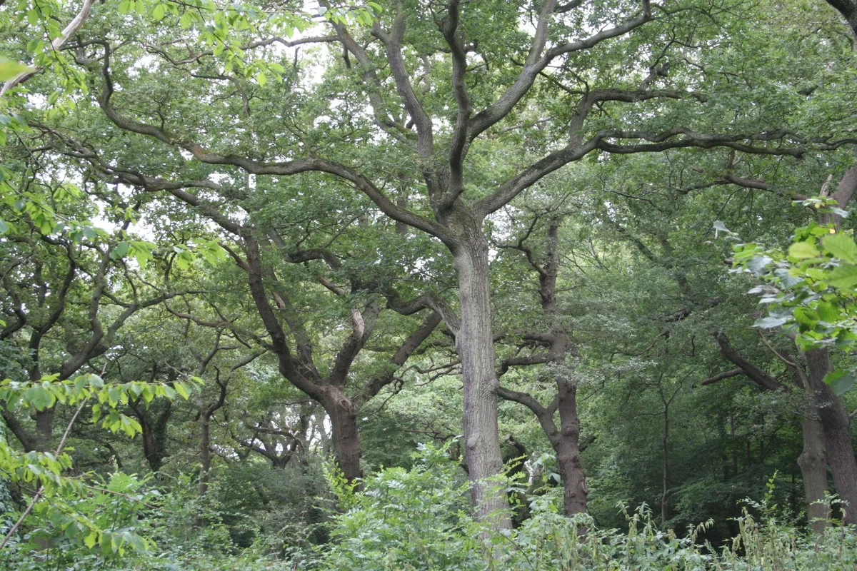 Mature oaks and dense summer undergrowth in Queen's Wood at Highgate