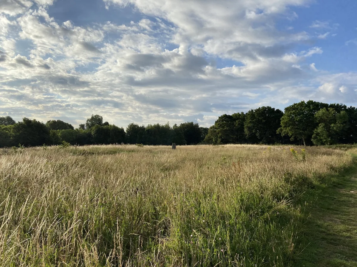 Rough summer grassland on the summit of Horsenden Hill, with the trig pillar in the middle distance and a tree line behind