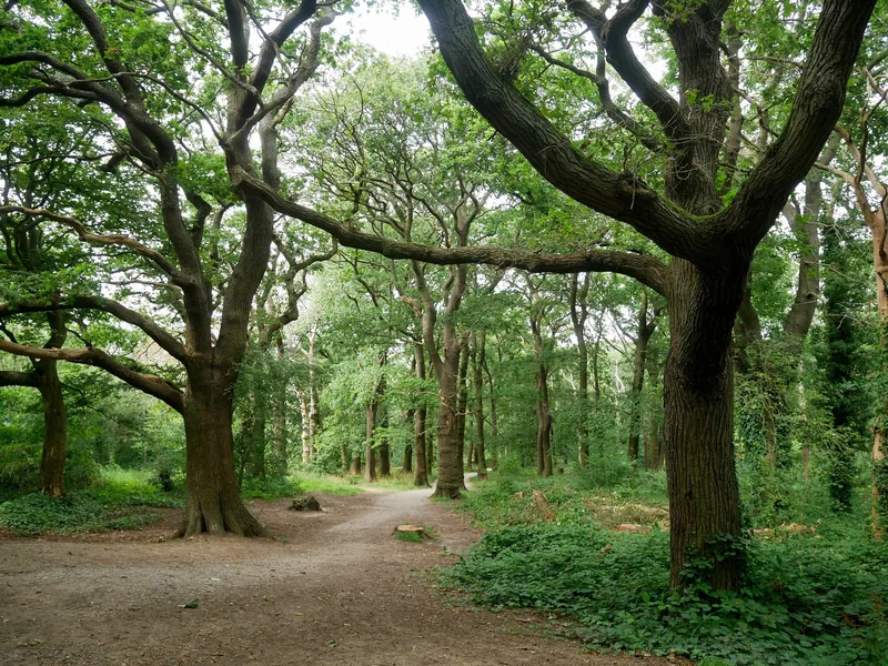 Old oaks spreading over the woodland floor in the northern part of Horsenden Hill
