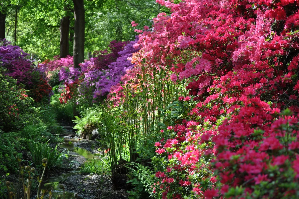 Banks of pink and magenta azaleas in full flower beside a woodland stream in the Isabella Plantation