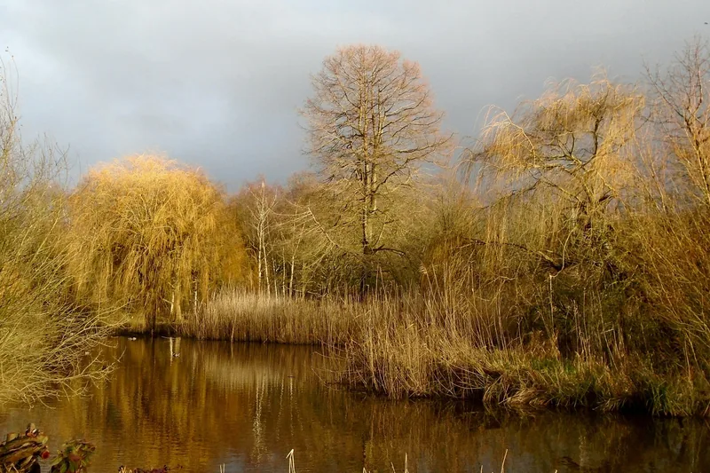 Pegs Pond in the Isabella Plantation in winter, with golden reeds and bare trees reflected in still water