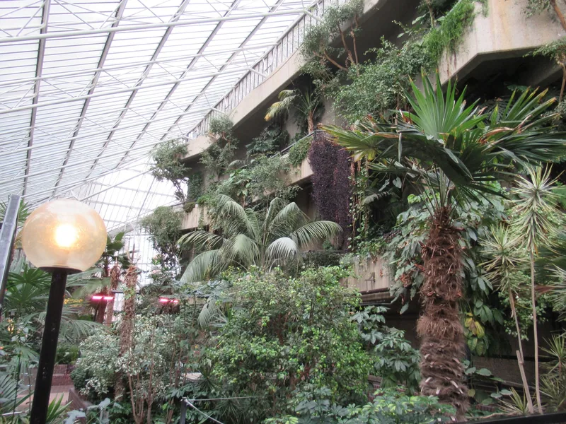 Tree ferns and palms growing under the steel and glass roof of the Barbican Conservatory