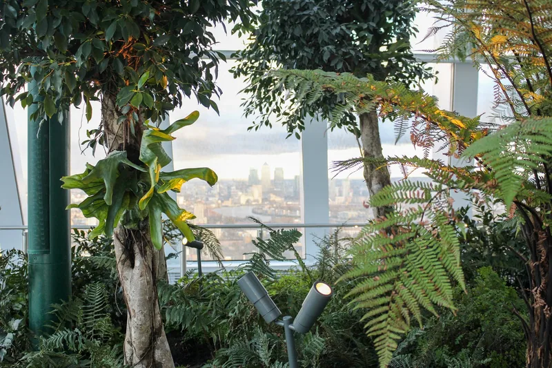 Tree ferns and leafy planting inside the Sky Garden, with the City of London beyond the sloping glass wall