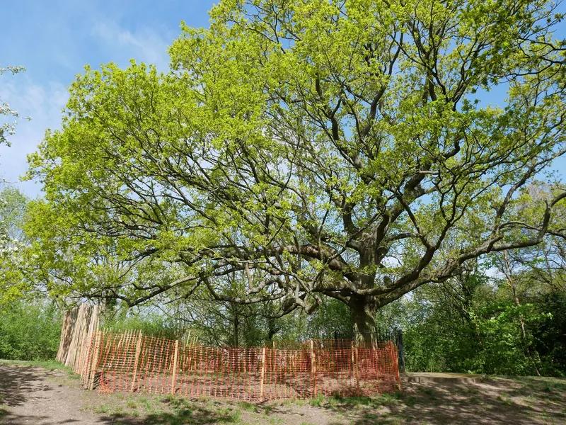 The Oak of Honor, a broad spreading oak fenced at its base on One Tree Hill