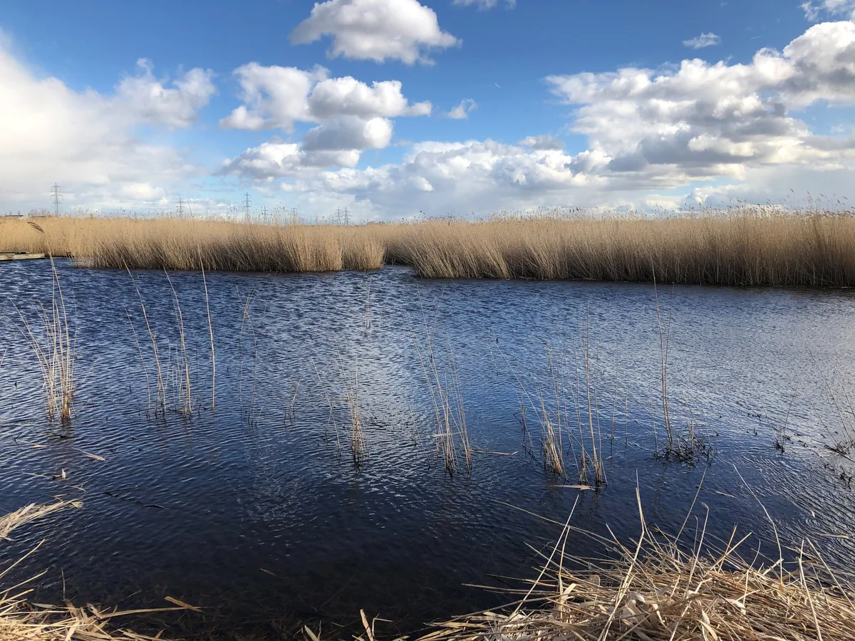 Open water at Rainham Marshes fringed with pale winter reeds, pylons on the flat skyline under blue sky and cumulus