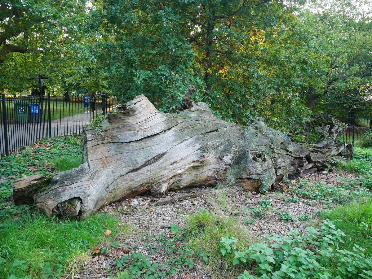 The huge hollow trunk of Queen Elizabeth's Oak lying on its side in the grass in Greenwich Park, behind park railings