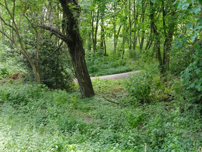 A leaning tree and thick undergrowth beside a woodland path in Tower Hamlets Cemetery Park