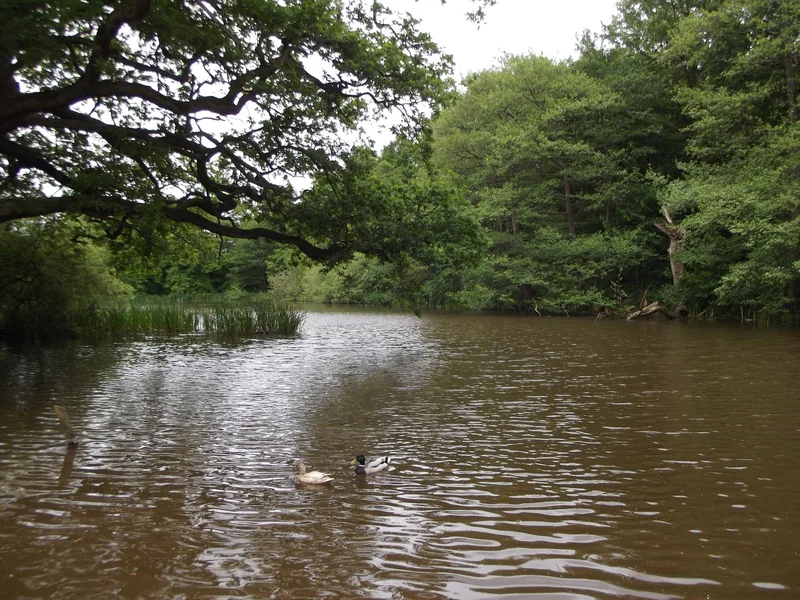 Ducks on a wooded lake fringed with reeds and overhanging oaks in Trent Park