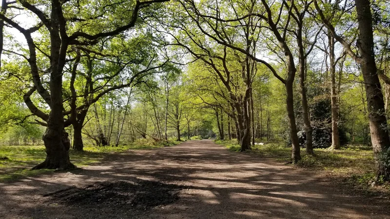 A broad sandy ride running between oaks in fresh spring leaf on Wimbledon Common