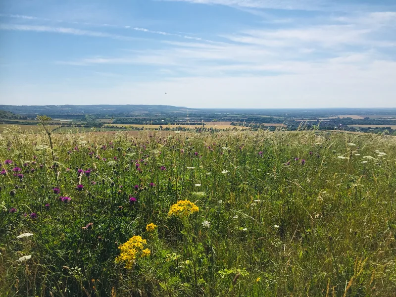 Chalk grassland on Ivinghoe Beacon in summer, with thistles and wild carrot flowering in front of the open vale