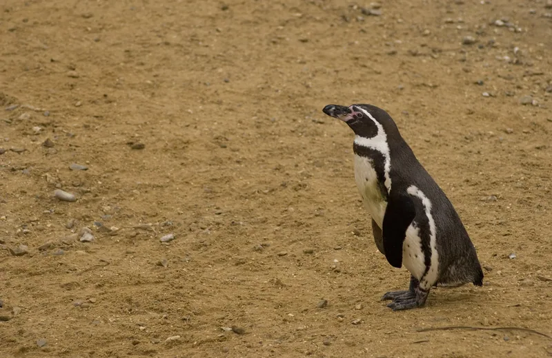A Humboldt penguin standing on the gravel of its enclosure at Whipsnade Zoo