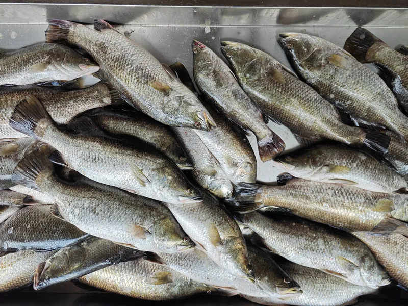 Rows of whole silver fish laid out on a steel slab at a fish market in Kerala