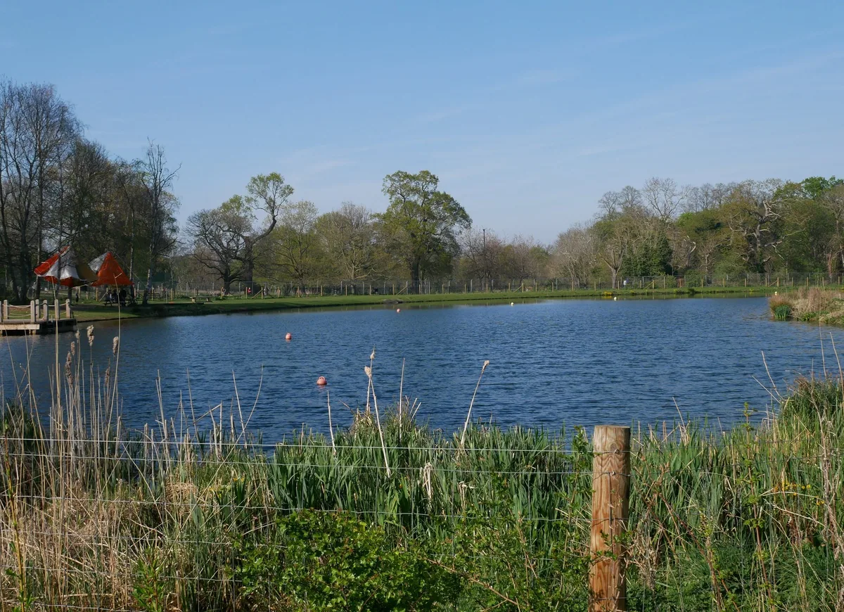 The open-water swimming lake at Beckenham Place Park, edged with reeds and marker buoys, parkland trees along the far bank