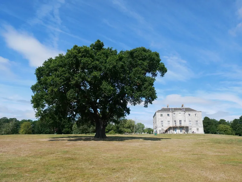 A large solitary oak on the grass at Beckenham Place Park, with the white Georgian mansion standing beyond it