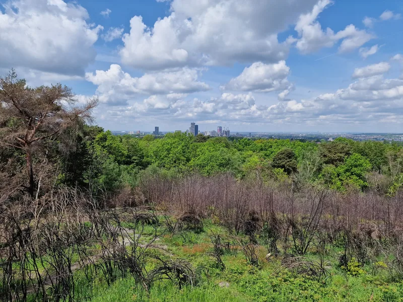 Croydon's towers on the horizon seen across woodland from Addington Hills