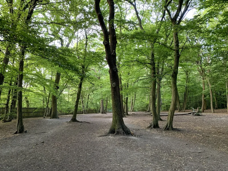 Tall beech and hornbeam trees with bare trunks in Highgate Wood in summer