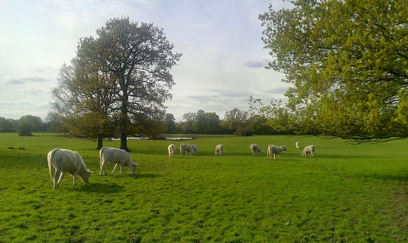 Sheep grazing on open farmland at Osterley Park under a broad oak, with woodland along the far edge