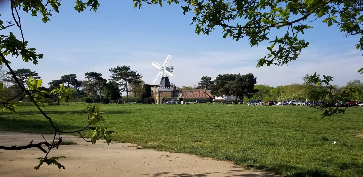 Wimbledon Windmill standing beyond open grassland on Wimbledon Common, framed by oak branches