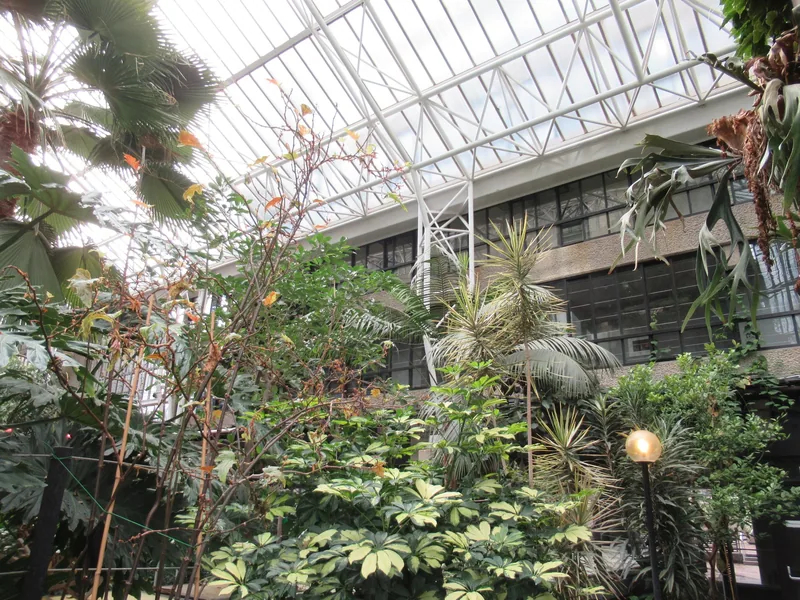 Ferns and palms under the white steel and glass roof of the Barbican Conservatory
