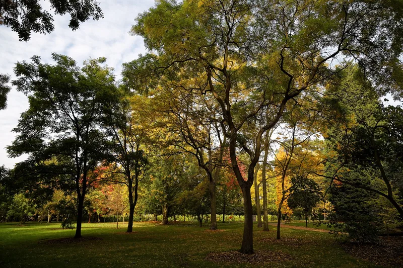 Trees turning yellow and red over a mown lawn in an arboretum at Hadley Wood