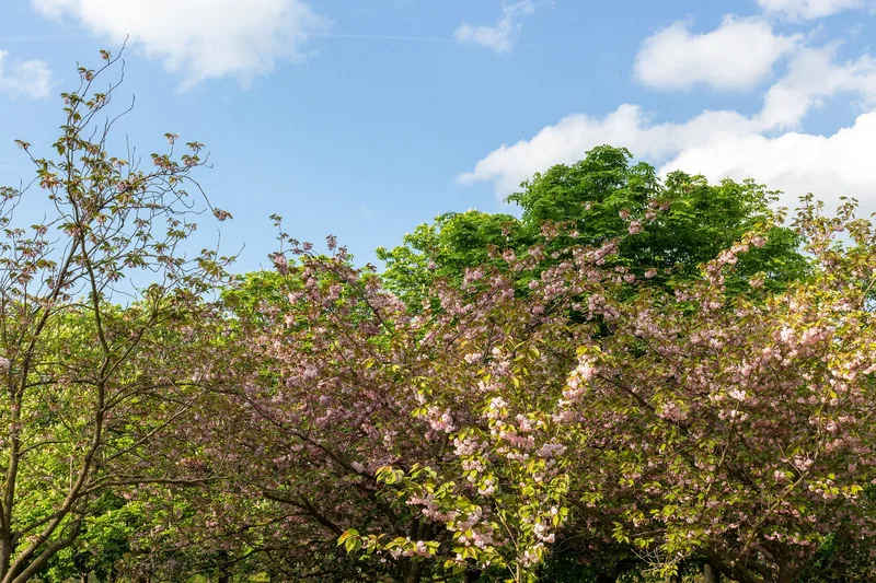 Pink cherry blossom and fresh green leaves against a blue sky in Greenwich Park