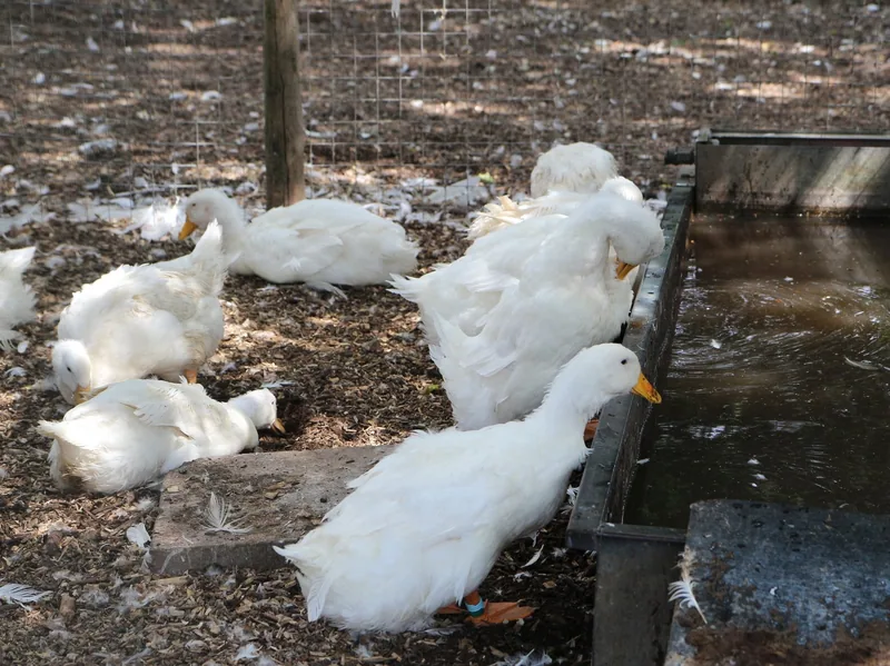 White ducks resting beside a water trough at a city farm in east London