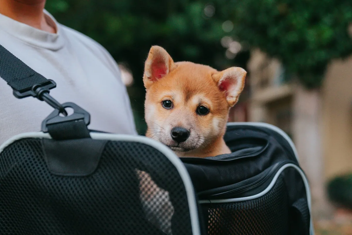 A small tan dog looking out of the mesh window of a soft-sided pet travel carrier