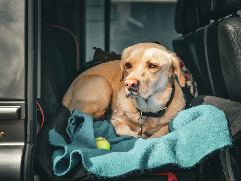 A labrador resting on a blanket in the boot of a car, ready for a long journey
