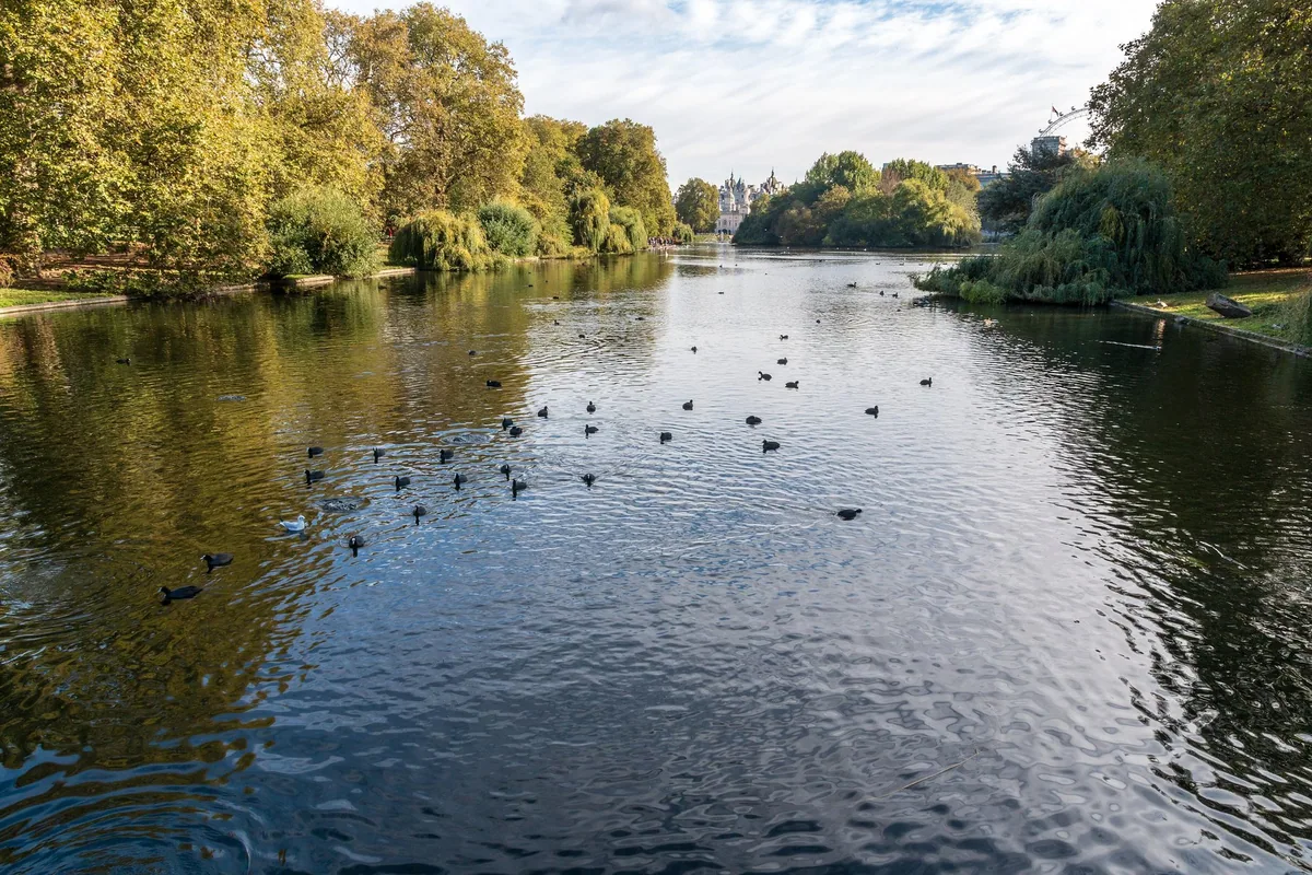 The lake in St James's Park with waterfowl and autumn trees along both banks