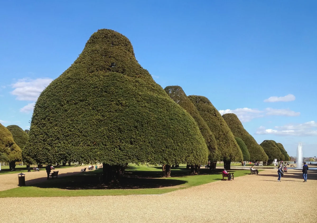Row of huge clipped yew trees along the Great Fountain Garden at Hampton Court Palace