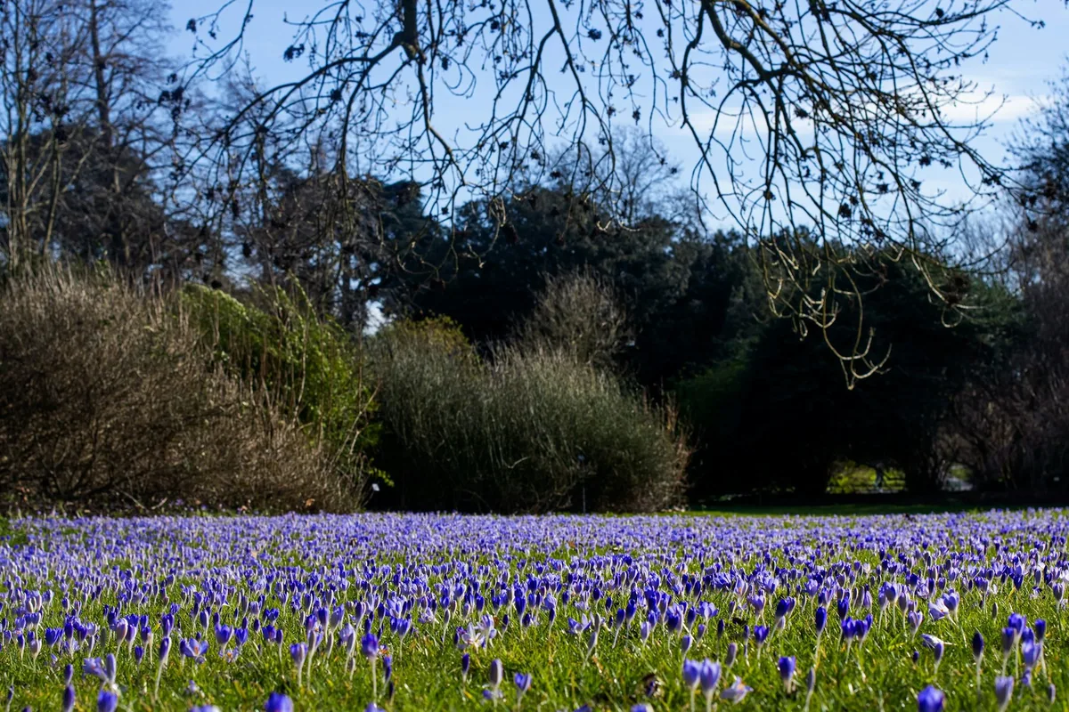 A carpet of purple crocuses under still-bare trees in a London park in early spring