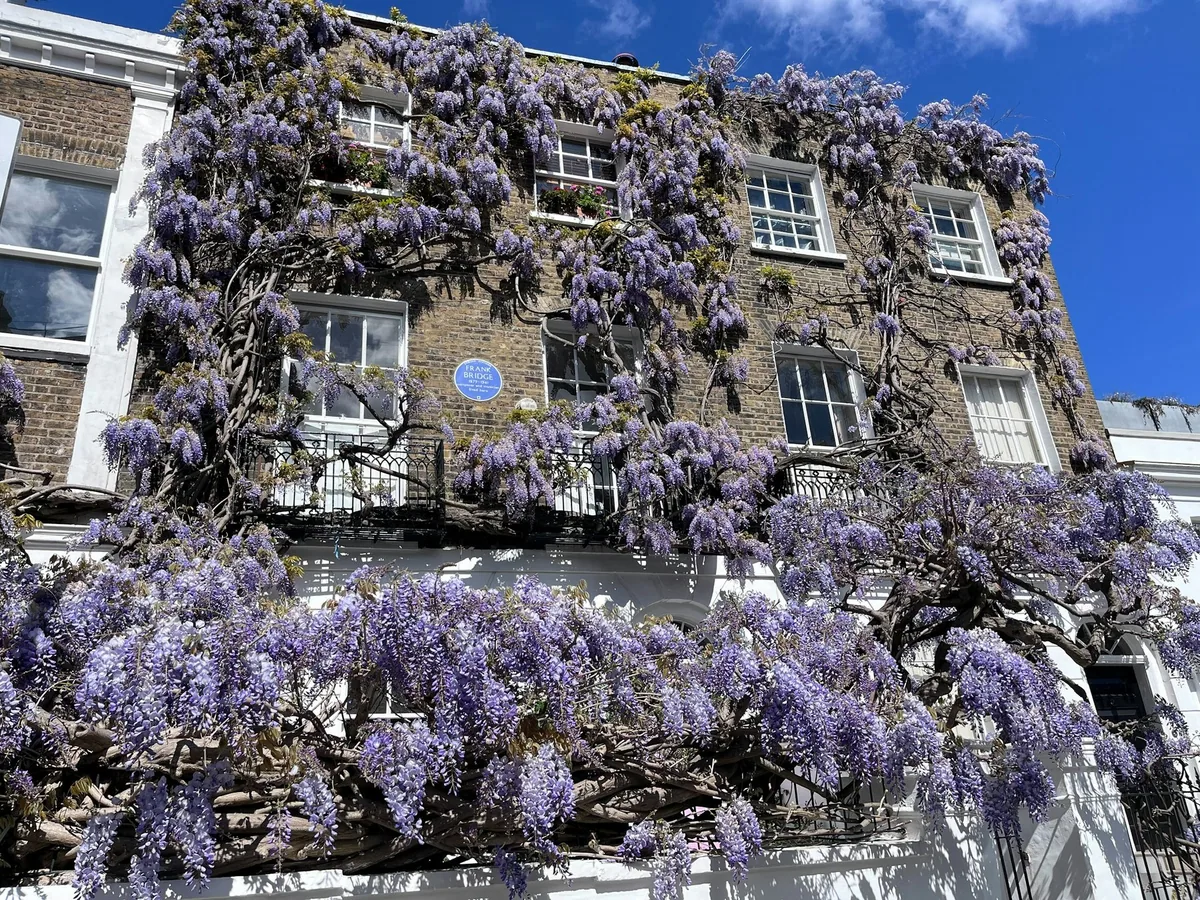 A London townhouse front smothered in purple wisteria in full flower against a blue sky