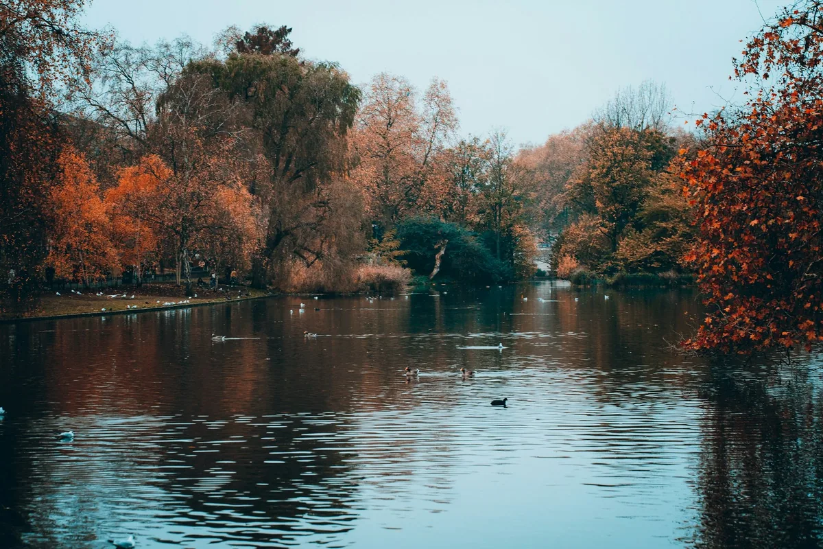 A park lake in London fringed with trees in full orange and red autumn colour